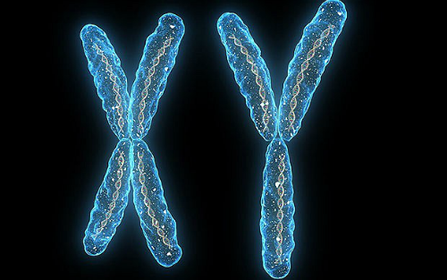 sperm-facts-sperm-x-y-chromosome