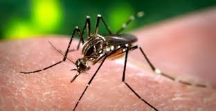 Dengue and malaria are rampant during the monsoons