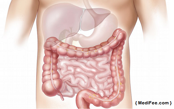 digestive-system