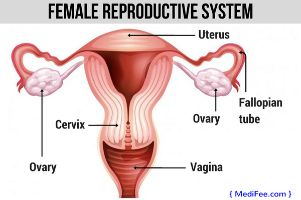 female-reproductive-system-PCOS