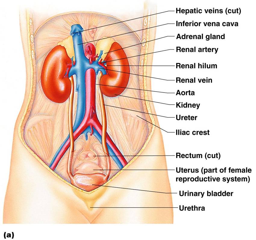 Renal_System