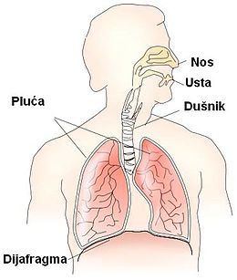 Respiratory_System