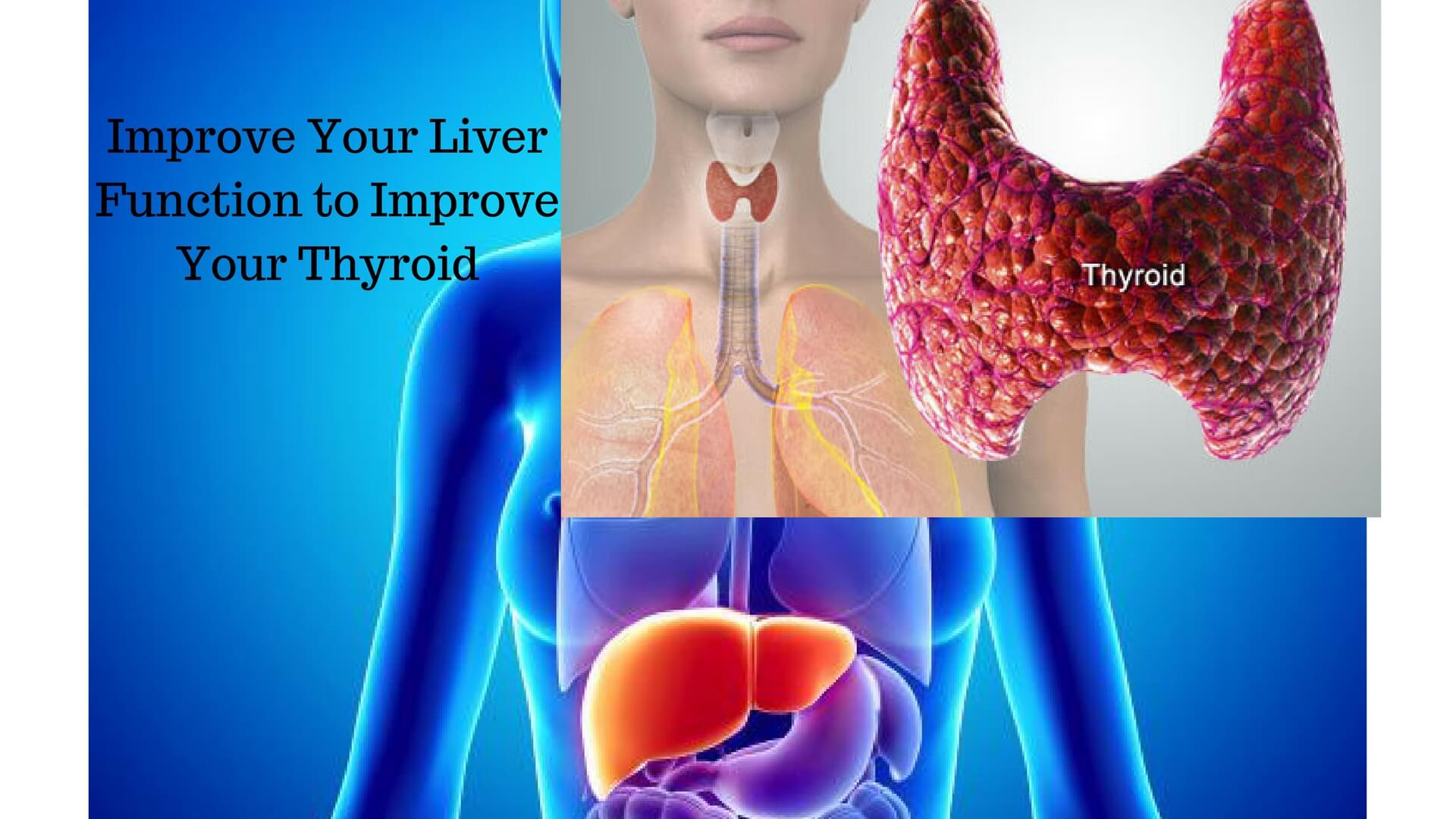 Improve Your Liver Function to Improve Your Thyroid