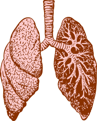 Respiratory System