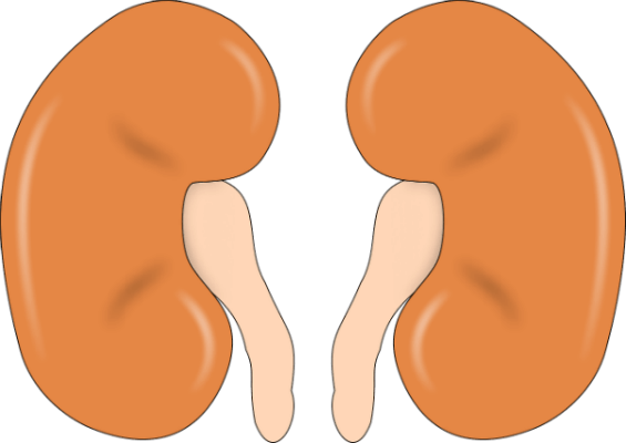 kidney