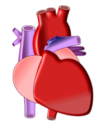 Hole in heart: Symptoms, causes, treatment, and more