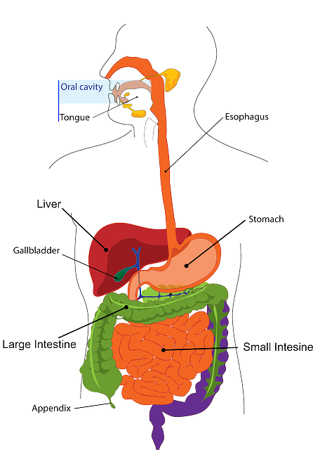 Gallbladder