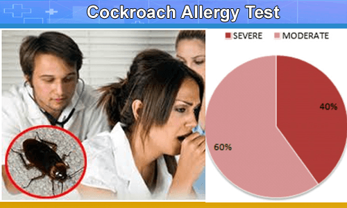 cockroach allergy